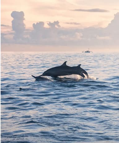 Lovina Dolphin